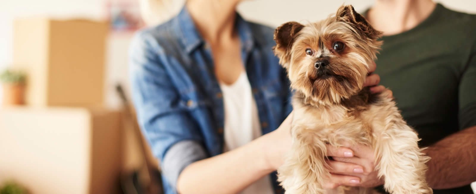 Consejos para una mudanza con mascotas